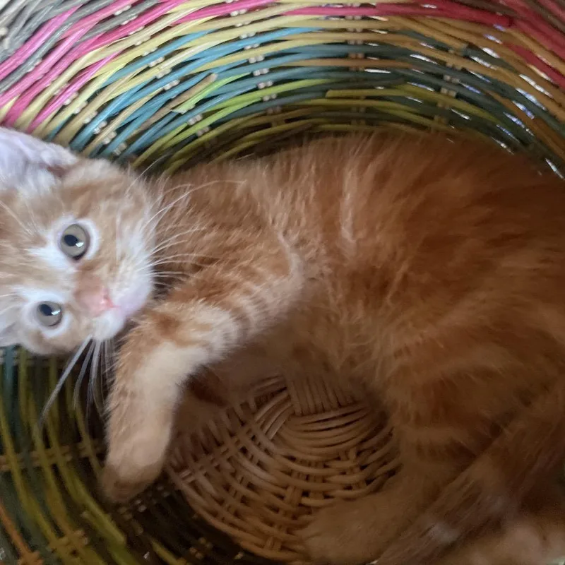 A baby small-sized female Orange / Red Domestic Short Hair cat named Marigold for adoption in Tacoma, WA