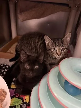 A baby small-sized female Domestic Short Hair cat named Storm for adoption in Madison, NJ
