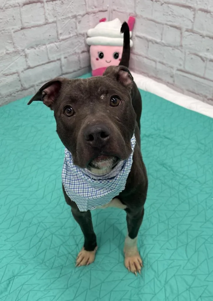 A young medium-sized male Mixed Breed dog named Net for adoption in Detroit, MI