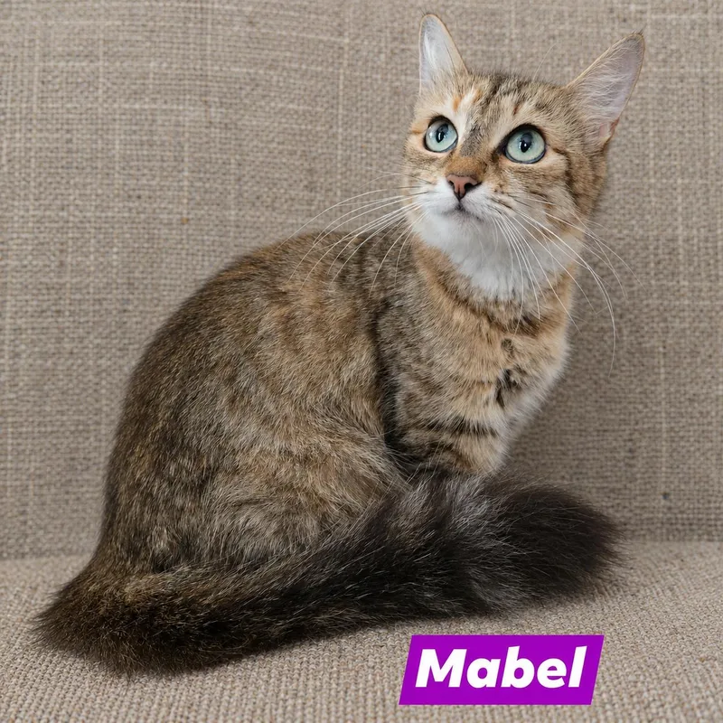 A baby medium-sized female Torbie Domestic Short Hair cat named Mabel for adoption in Hillsborough, NJ