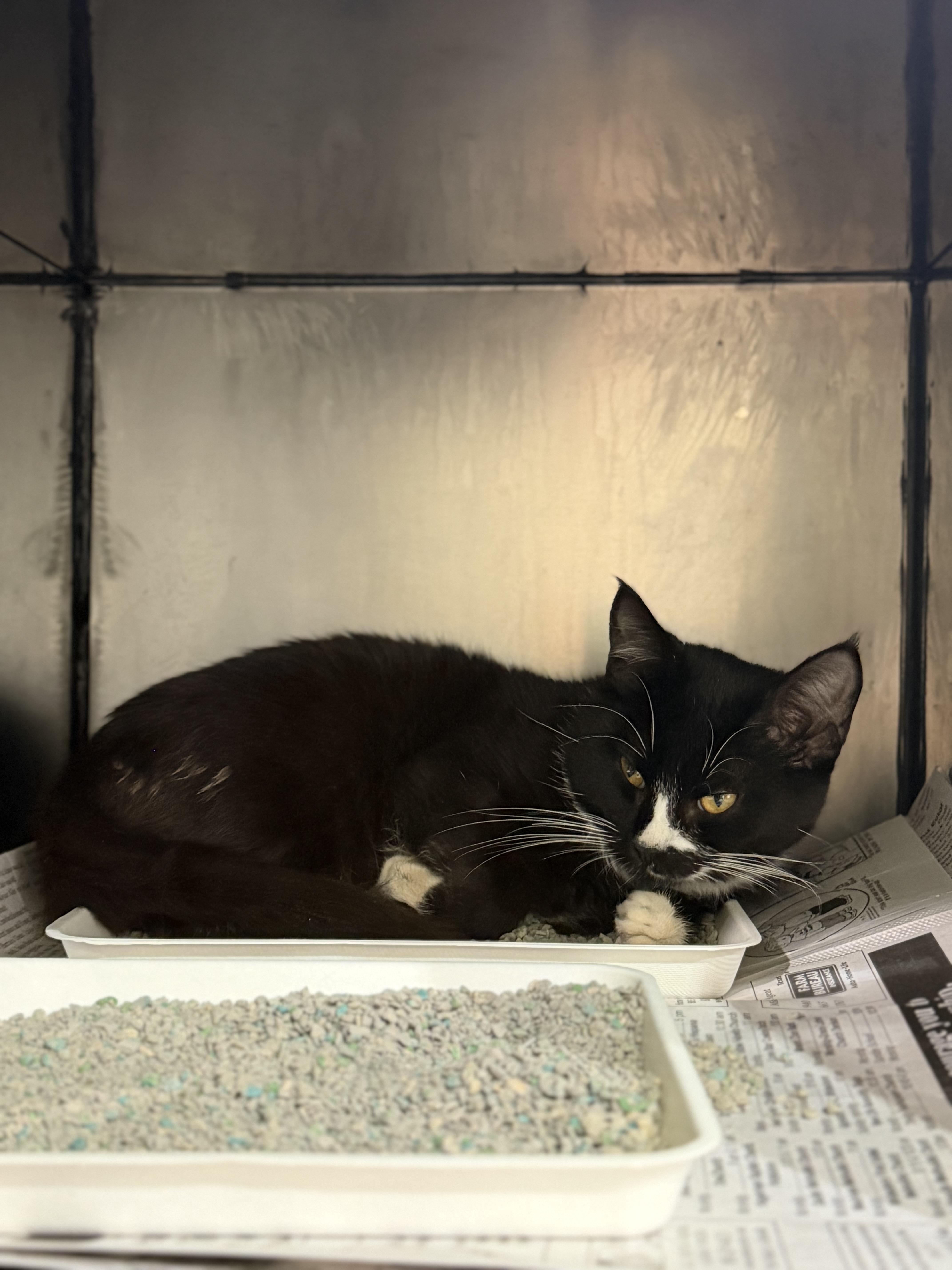 An adult medium-sized male Black & White / Tuxedo Domestic Short Hair cat named Sylvester for adoption in Sherman, TX