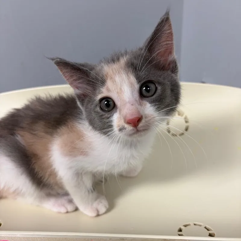 A baby small-sized female Calico Domestic Short Hair cat named Sophie for adoption in Columbus, GA