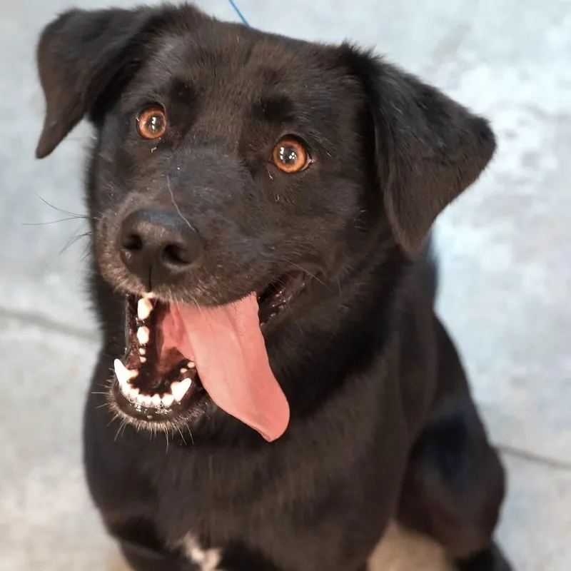 Milo