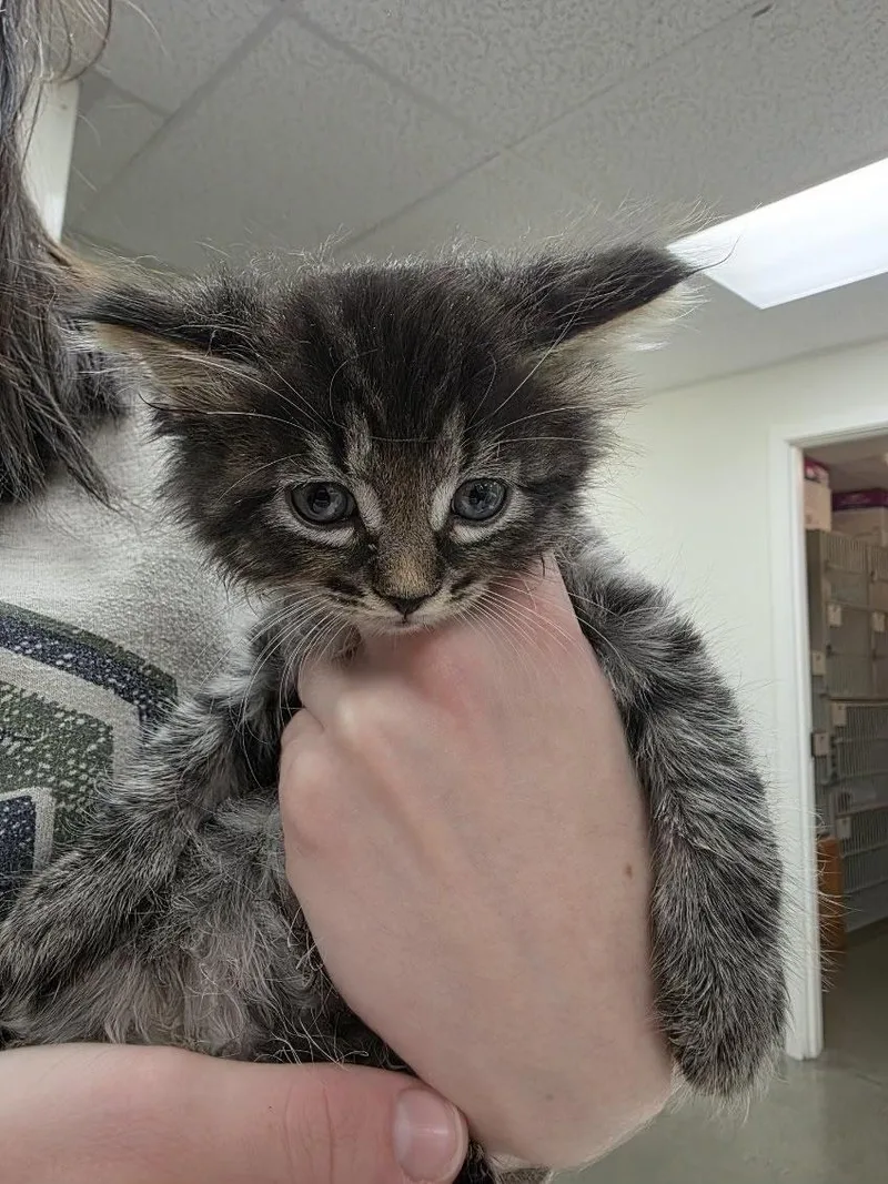 A baby medium-sized male Tabby (Brown / Chocolate) Tabby cat named Roobius for adoption in Sammamish, WA