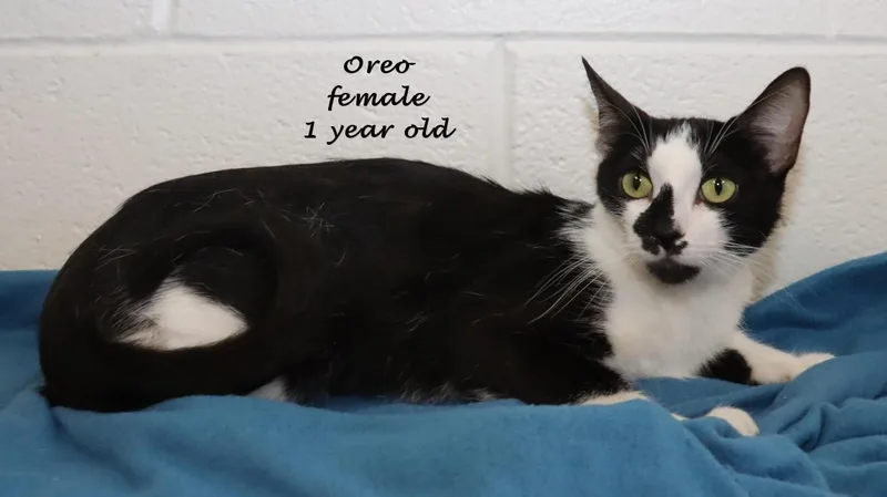 A young medium-sized female Black & White / Tuxedo Domestic Short Hair cat named Oreo for adoption in Euclid, OH