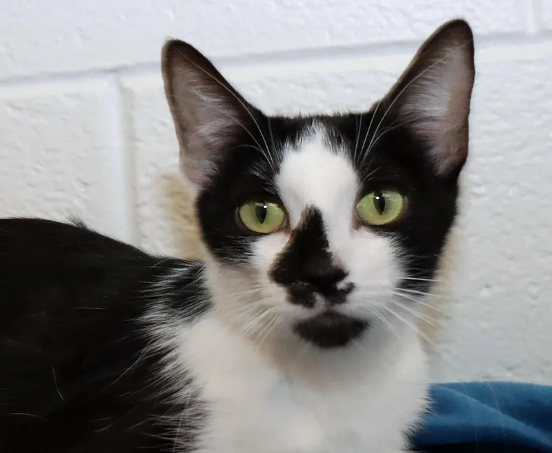 Oreo thumbnail 4