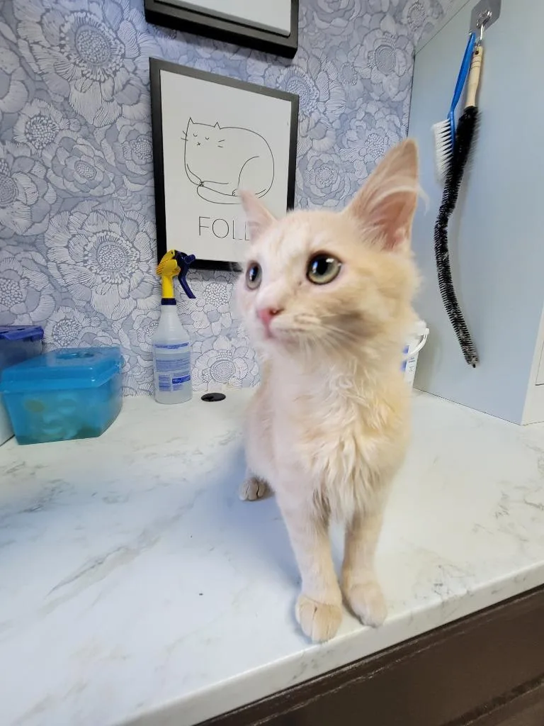 A baby medium-sized female Domestic Short Hair cat named Orangina for adoption in Rome, GA