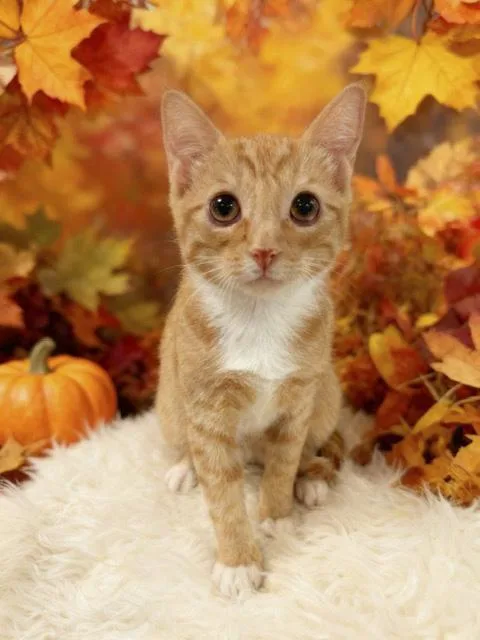 A baby small-sized female Domestic Short Hair cat named Enid for adoption in Tehachapi, CA