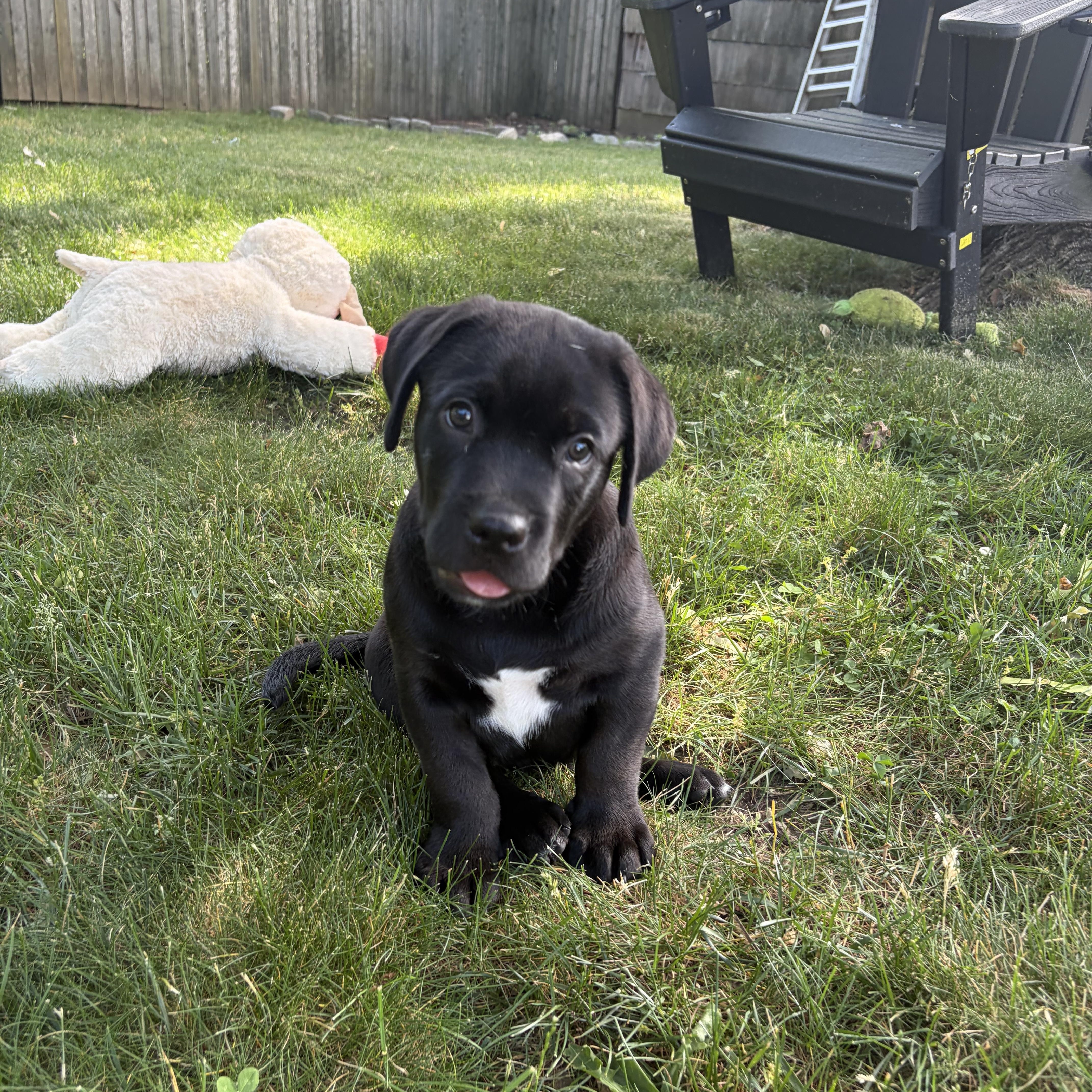 A baby medium-sized male Black Labrador Retriever dog named Kai for adoption in Long Beach, NY