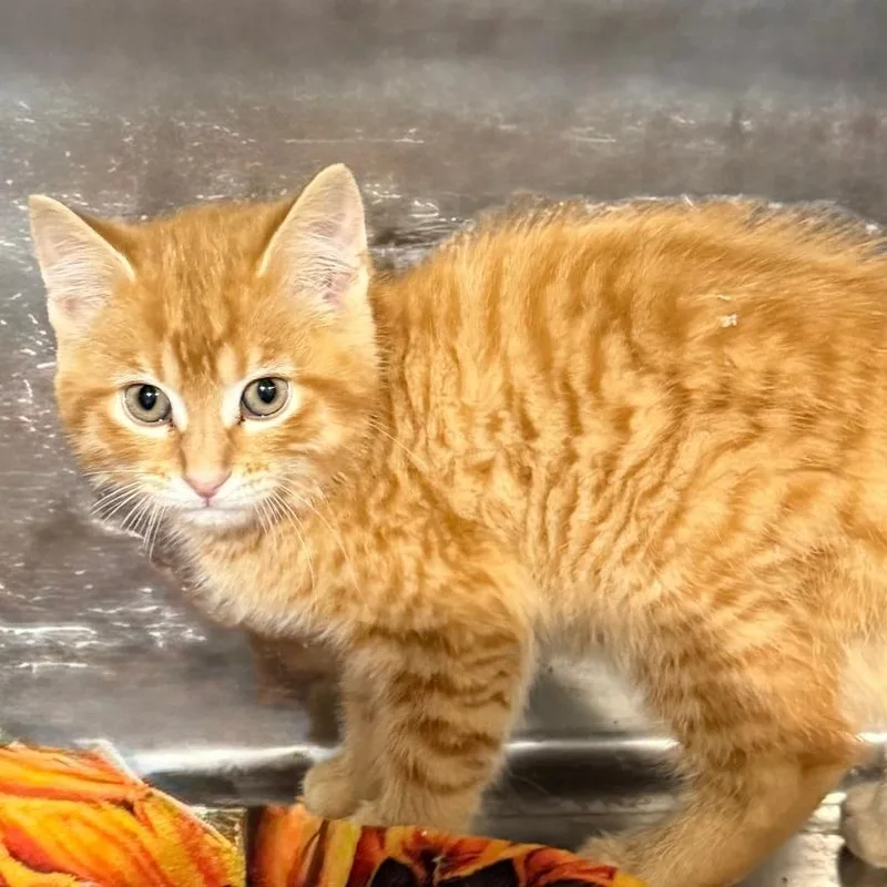 A young small-sized male Tabby (Orange / Red) Domestic Short Hair cat named Frito for adoption in Gresham, WI