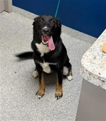 A young large-sized female Labrador Retriever dog named Sombra for adoption in Pasadena, TX