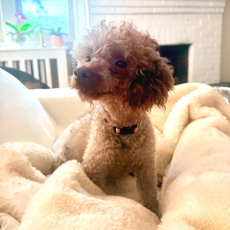 Elliott