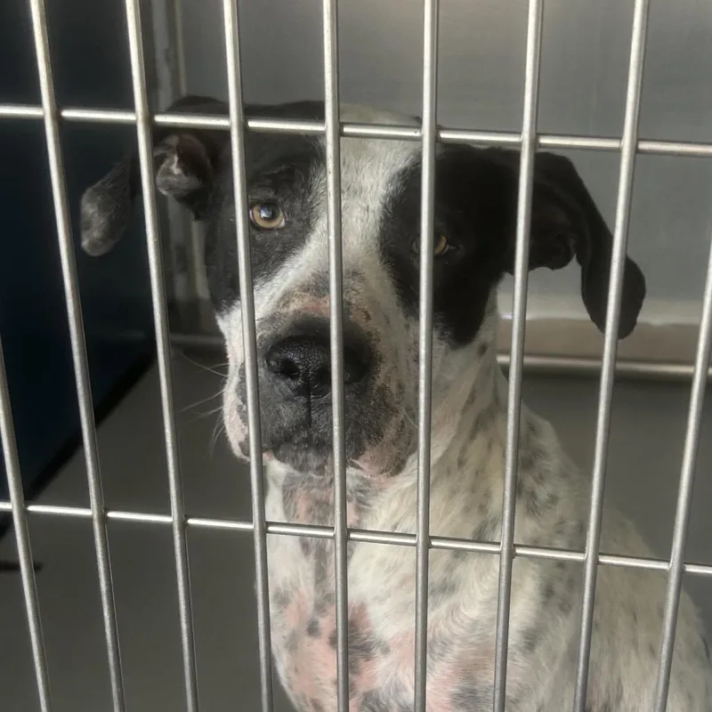 An adult medium-sized male White / Cream American Staffordshire Terrier dog named Spud for adoption in Greenville, SC