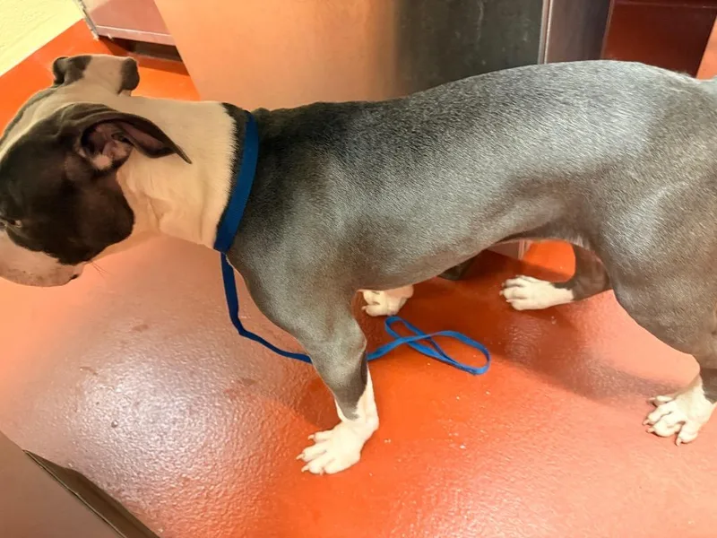 A baby medium-sized male Mixed Breed dog named Little Foot for adoption in Douglasville, GA