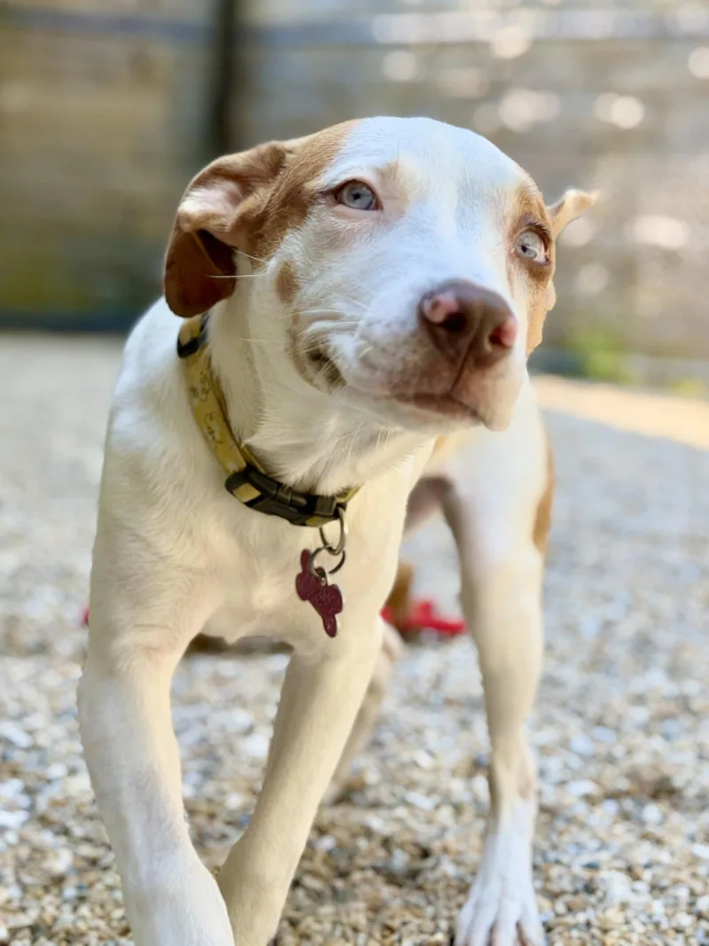 A young medium-sized female Catahoula Leopard Dog dog named Tootsie for adoption in West Cornwall, CT