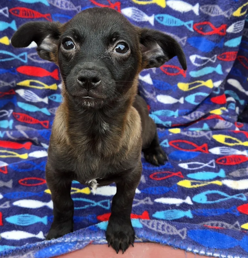 A baby small-sized female Bicolor Chiweenie dog named TPups for adoption in Eugene, OR