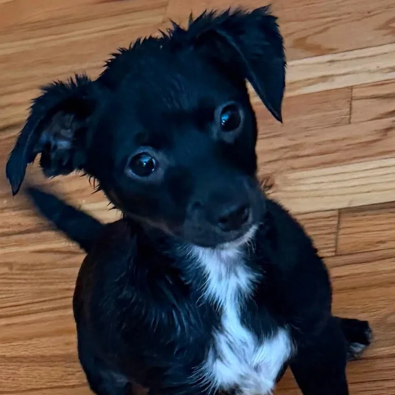 TPups thumbnail 2