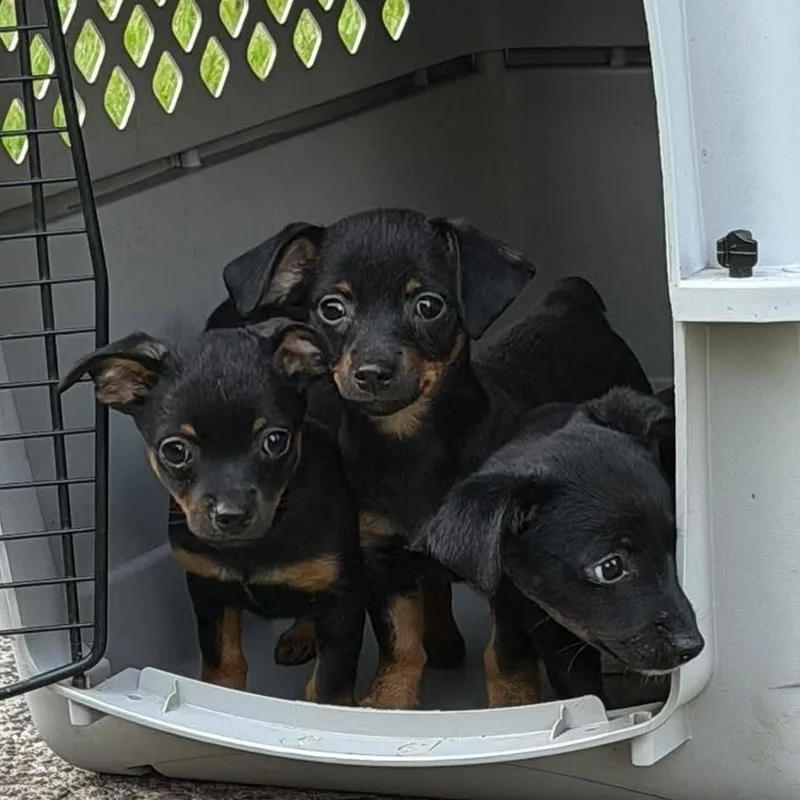 TPups thumbnail 3