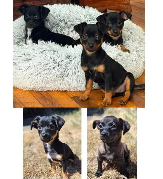 TPups thumbnail 4