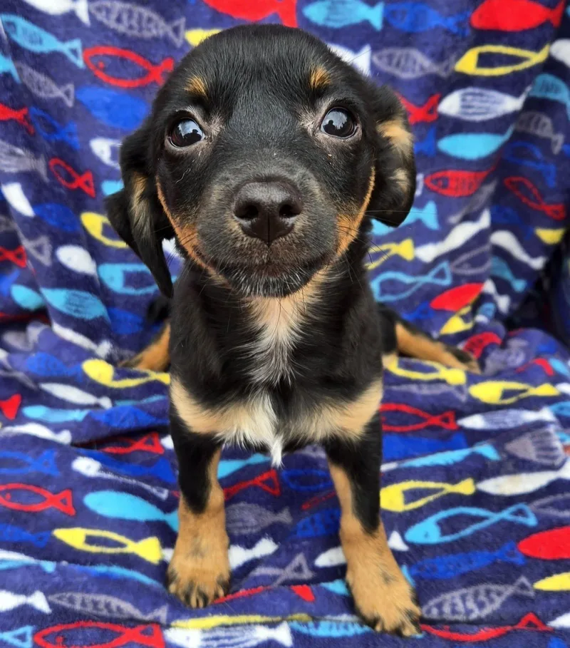 TPups thumbnail 5