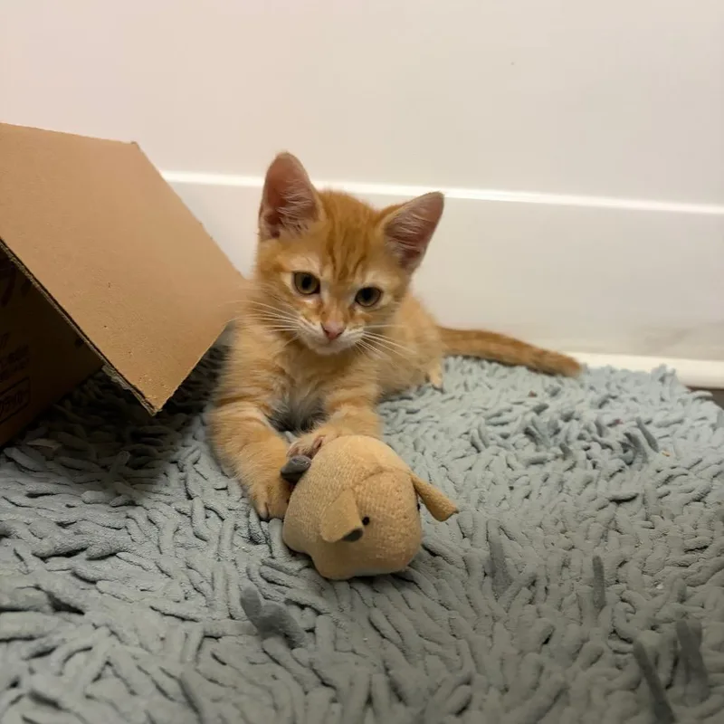 A baby small-sized male Orange / Red Domestic Short Hair cat named Pan for adoption in Durham, NC