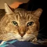 An adult medium-sized male Tabby (Brown / Chocolate) Domestic Short Hair cat named Porkchop for adoption in Lansing, MI
