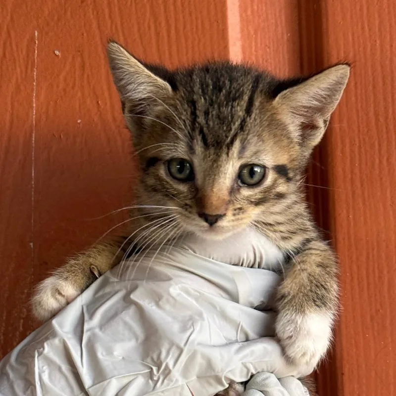 A baby medium-sized female Tabby (Tiger Striped) Domestic Short Hair cat named Charlotte for adoption in Huntington Beach, CA