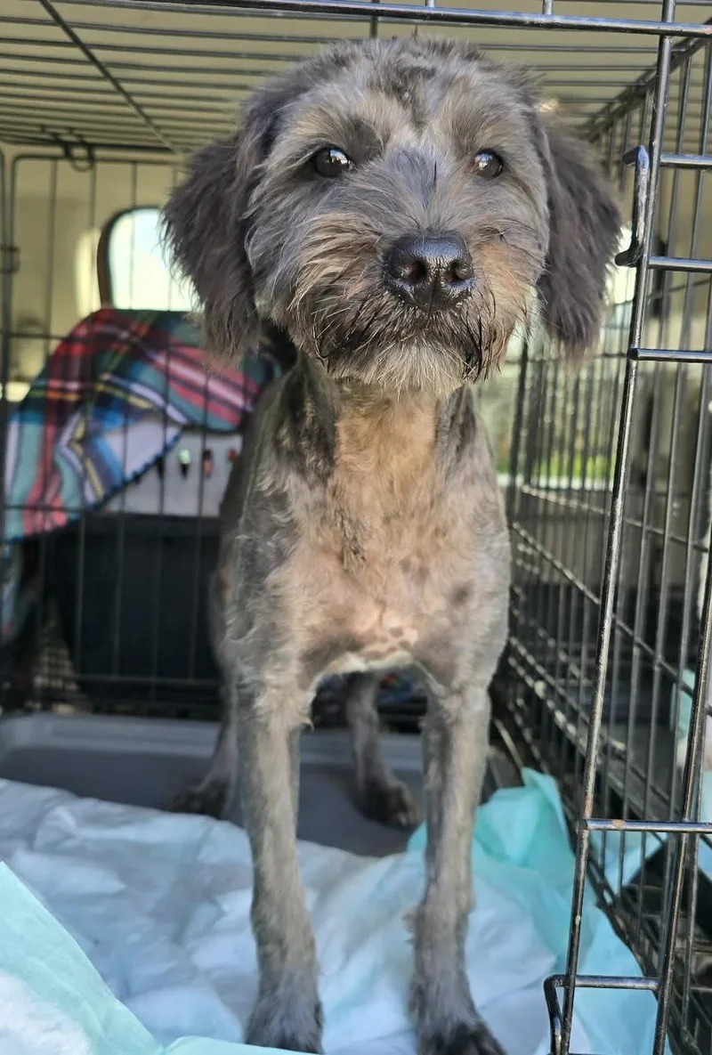 A baby small-sized female Black Miniature Schnauzer dog named Hallie for adoption in Southlake, TX