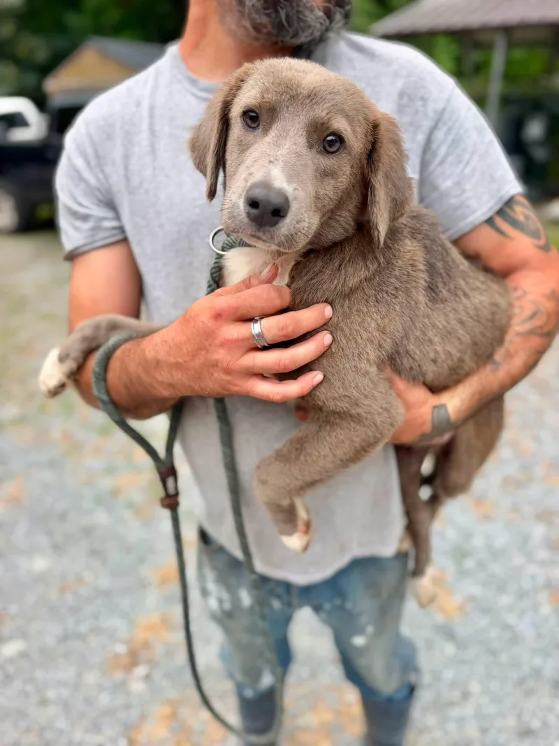 A young medium-sized female Mixed Breed dog named Hilo for adoption in Elizabethtown, NC