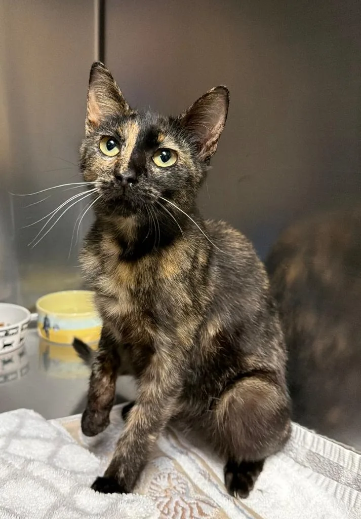 Snuffles thumbnail 2