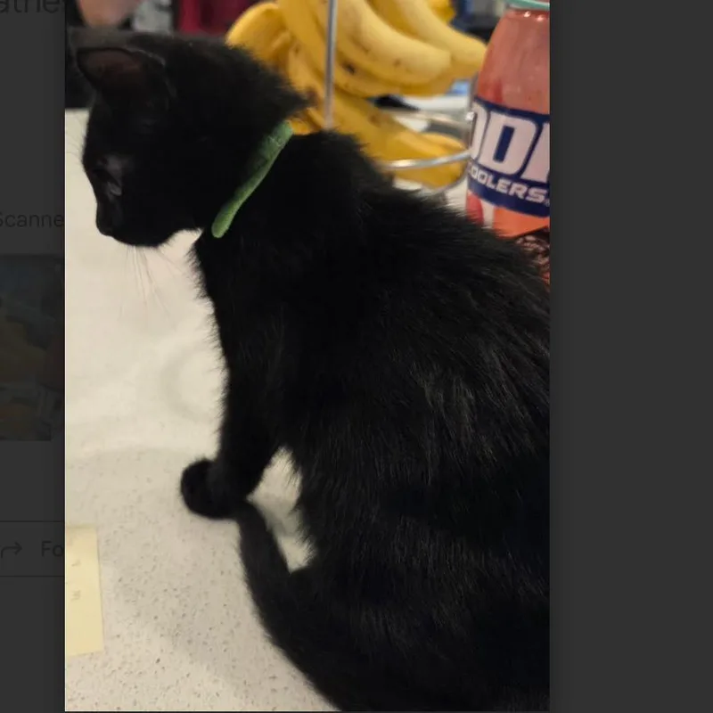 A baby small-sized female Black Domestic Short Hair cat named Jet for adoption in League City, TX