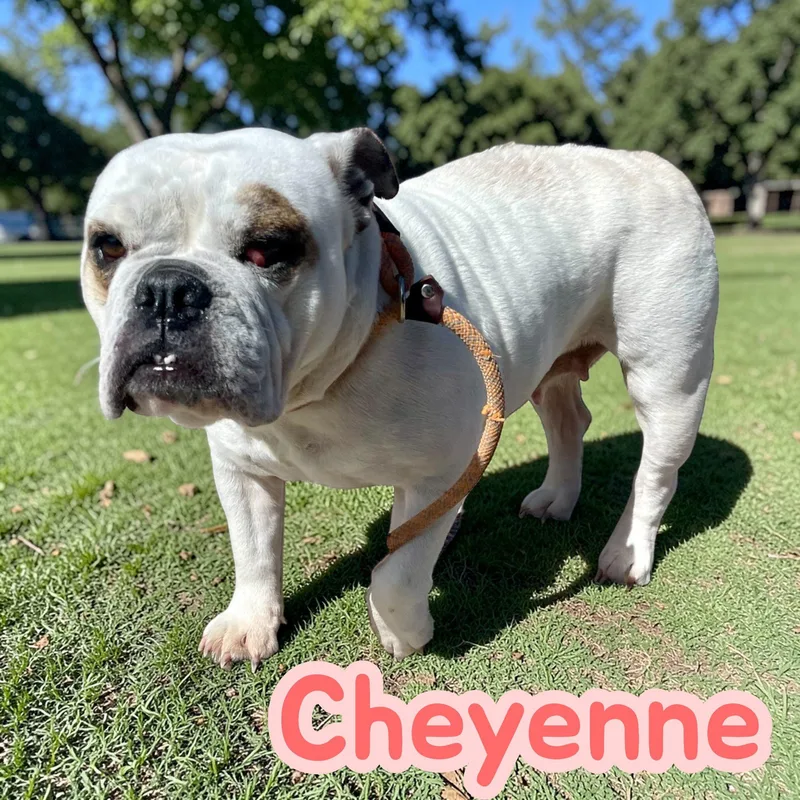 Cheyenne