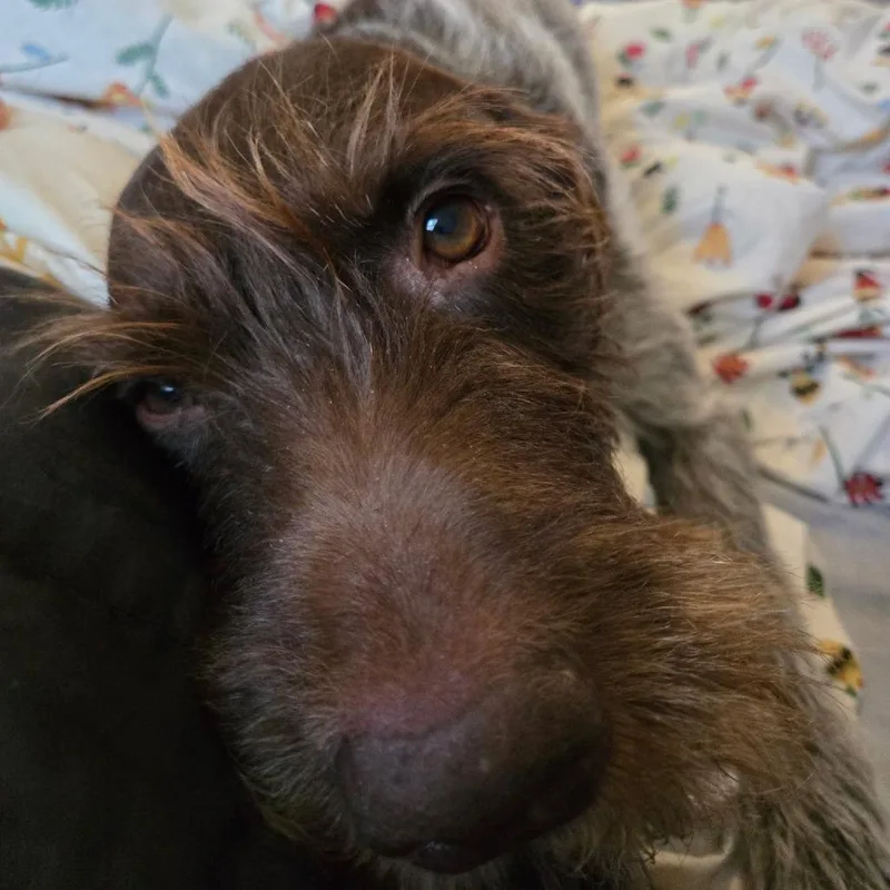 An adult medium-sized male Brown / Chocolate German Wirehaired Pointer dog named Porter for adoption in Santa Rosa, CA