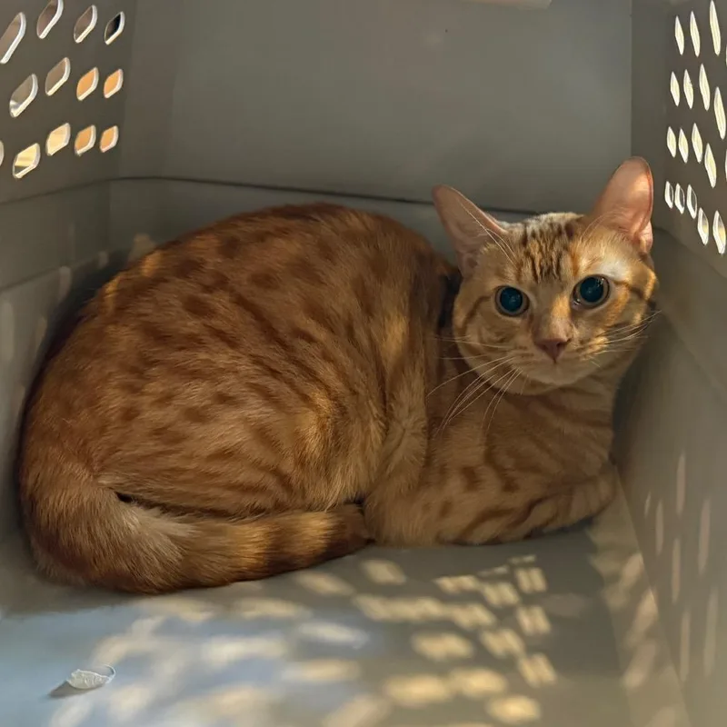 An adult medium-sized male Orange / Red Domestic Short Hair cat named French Fry for adoption in Charlottesville, VA
