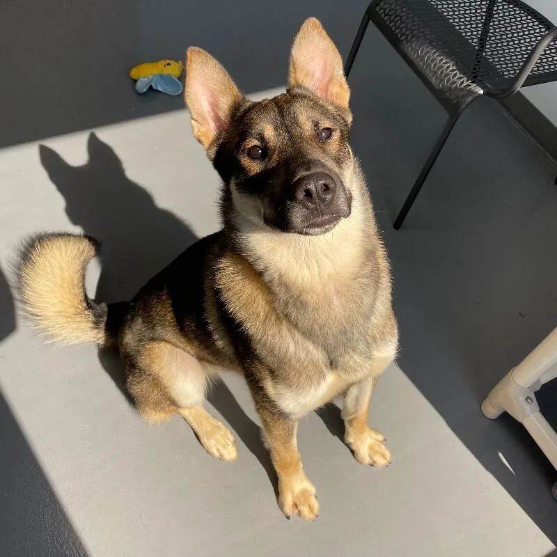 A young large-sized male Shepherd dog named Copilot for adoption in Roanoke, VA