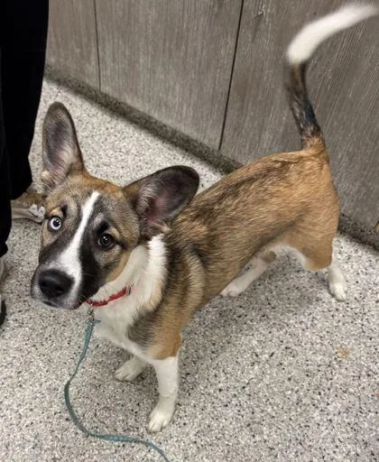 A young medium-sized male Yellow / Tan / Blond / Fawn Mixed Breed dog named Mcdonald for adoption in Kansas City, MO