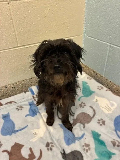 An adult small-sized female Terrier dog named Josie for adoption in Brighton, CO