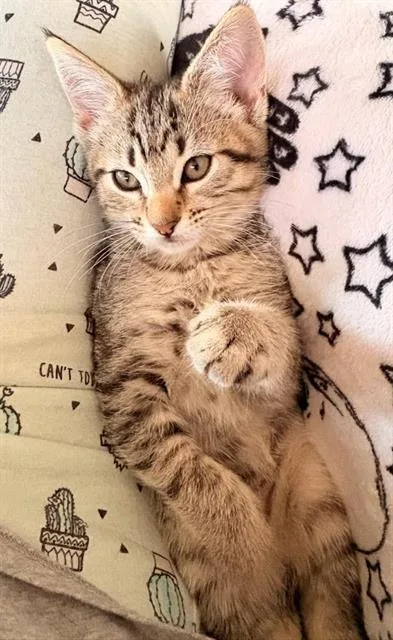 A baby small-sized female Domestic Short Hair cat named Trixie for adoption in Chula Vista, CA