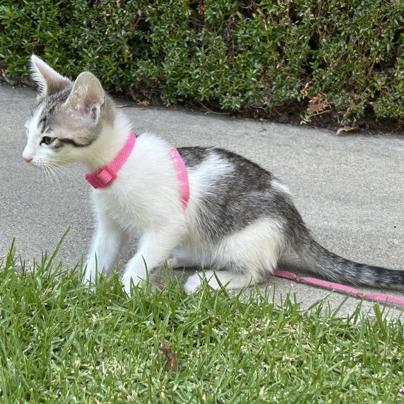 A baby small-sized female Brown / Chocolate Domestic Short Hair cat named Prima for adoption in Tustin, CA