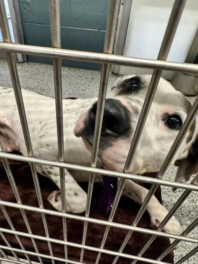 An adult large-sized female American Bulldog dog named Bella for adoption in Sidney, NY