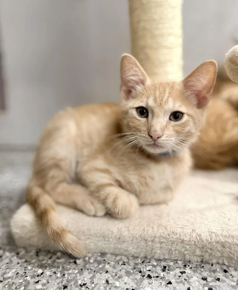 A baby small-sized male Orange / Red Domestic Short Hair cat named Jaguar for adoption in Fruit Heights, UT