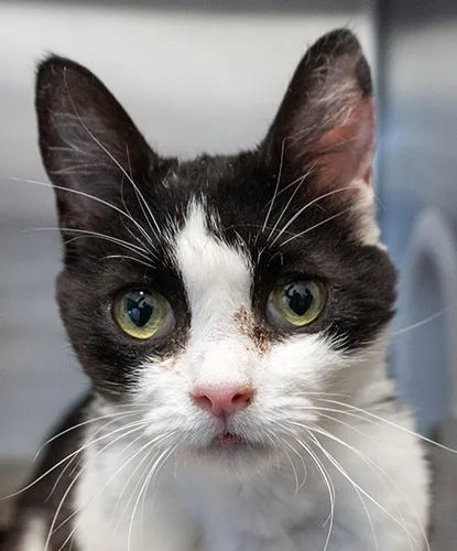 An adult small-sized female Black & White / Tuxedo Domestic Short Hair cat named Junie B Jones for adoption in Encinitas, CA