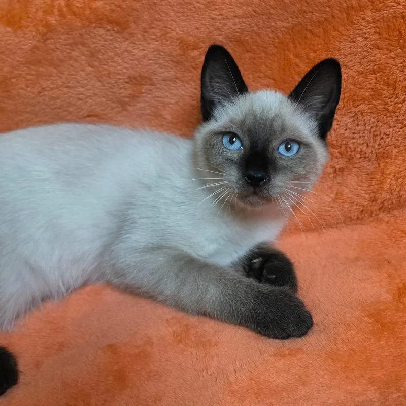 A baby medium-sized female Domestic Short Hair cat named Jessie for adoption in Graham, WA
