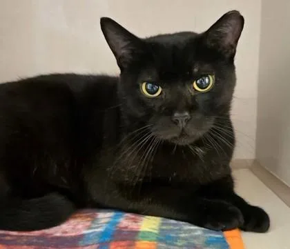 An adult medium-sized male Black Domestic Short Hair cat named Batman for adoption in Stanwood, WA