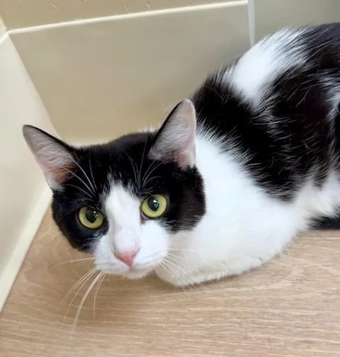 An adult medium-sized female Black & White / Tuxedo Domestic Short Hair cat named Francesca for adoption in Medina, OH