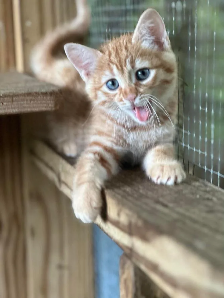 A baby small-sized male Domestic Short Hair cat named Apollo for adoption in Groveland, MA