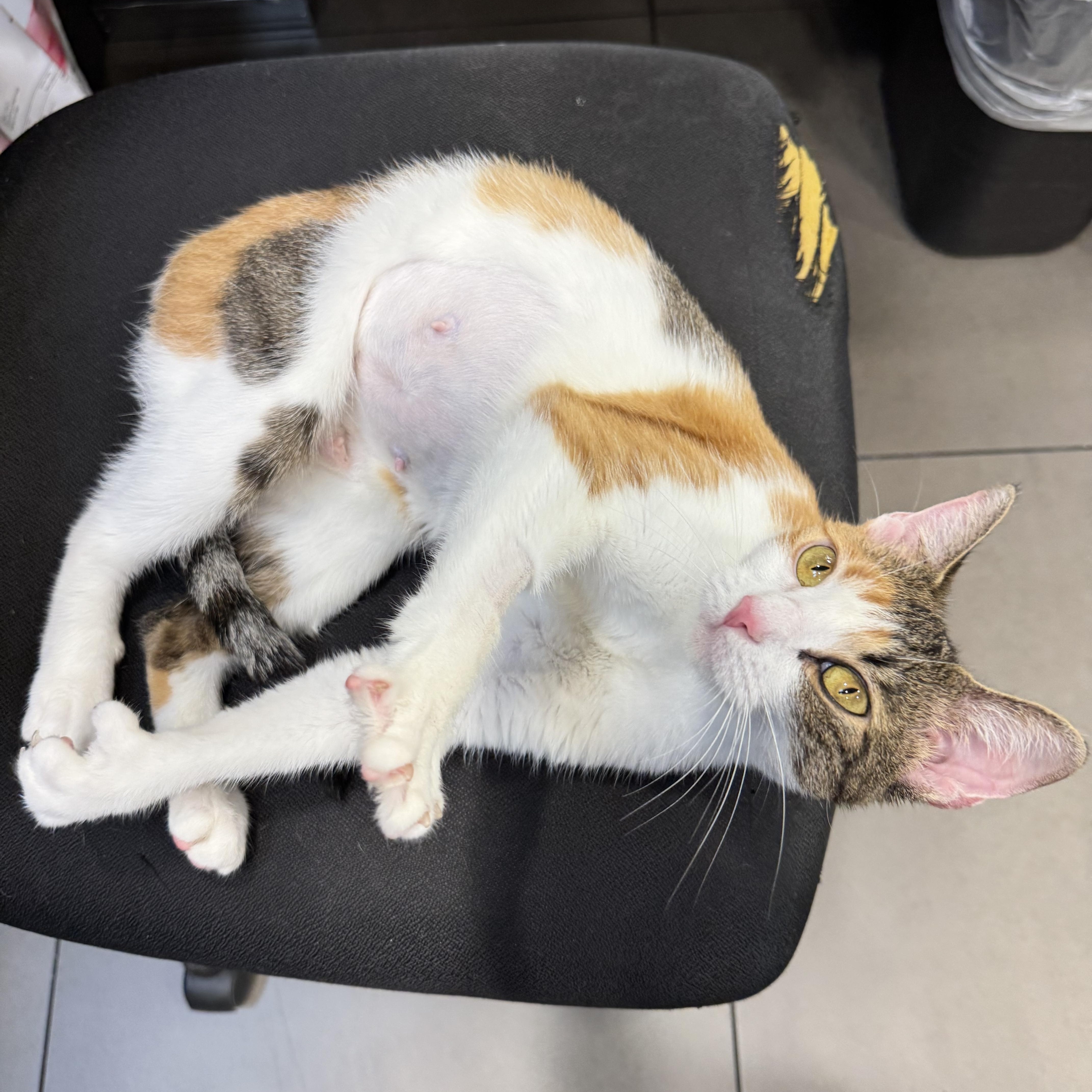 A young medium-sized female Calico Domestic Short Hair cat named Fifa for adoption in New York, NY