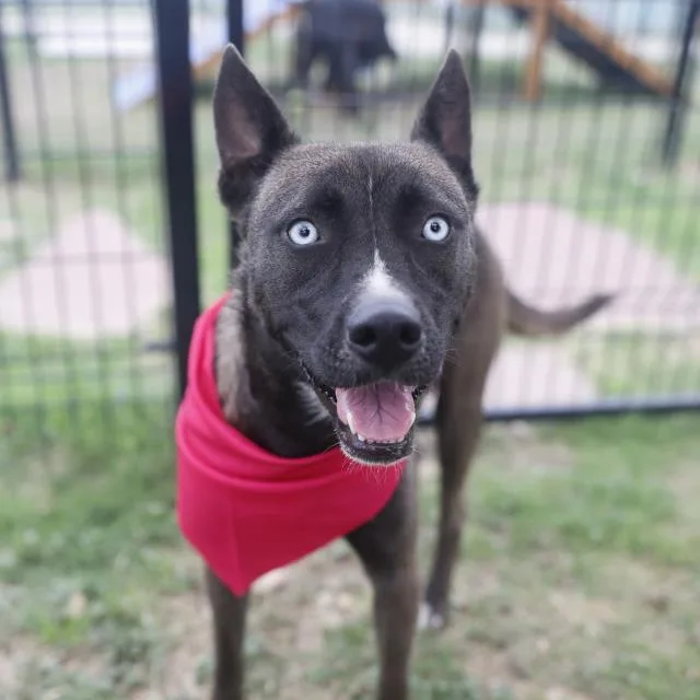 A young medium-sized female Shepherd dog named Ariel for adoption in San Antonio, TX