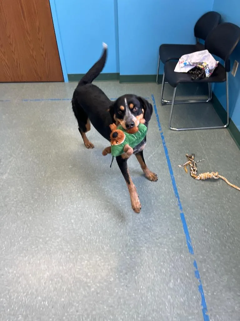 A young large-sized female Cattle Dog dog named Darla Mae for adoption in Lima, OH