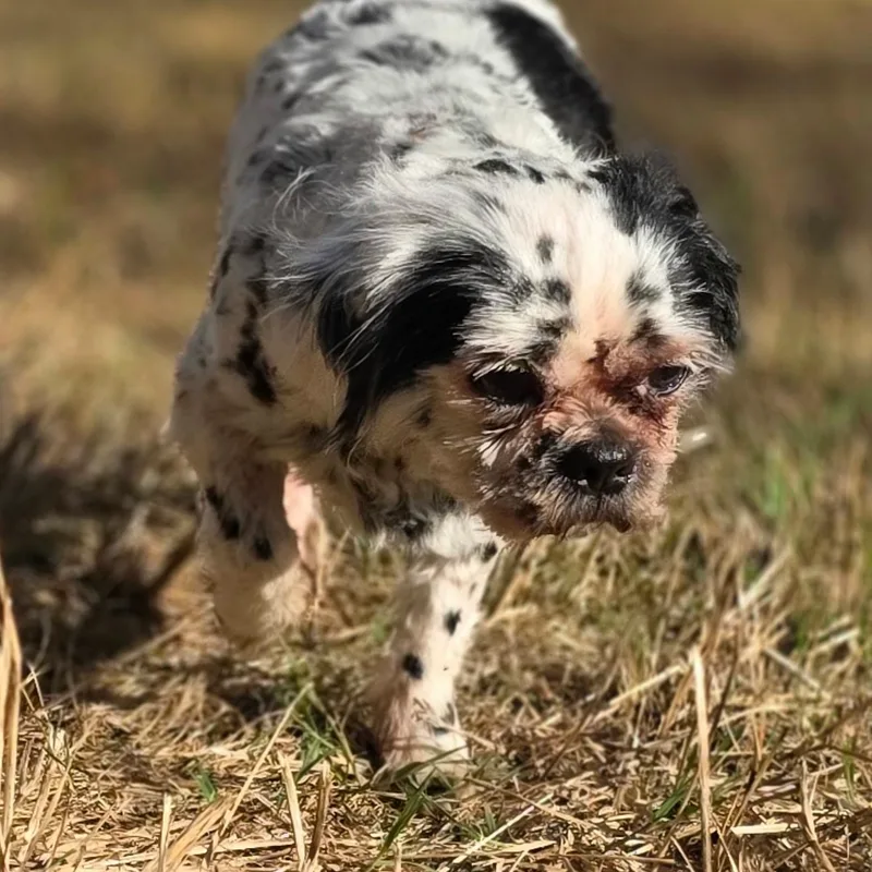 An adult small-sized male Shih Tzu dog named Sir Spotsalot for adoption in Anderson, SC